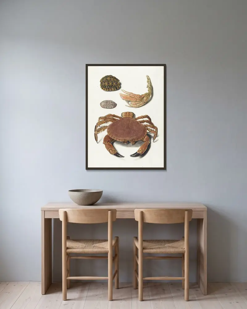 Een krab, een schaar van een krab en twee schilden van schildpadden av Johann Gustav Hoch inramad på en vägg