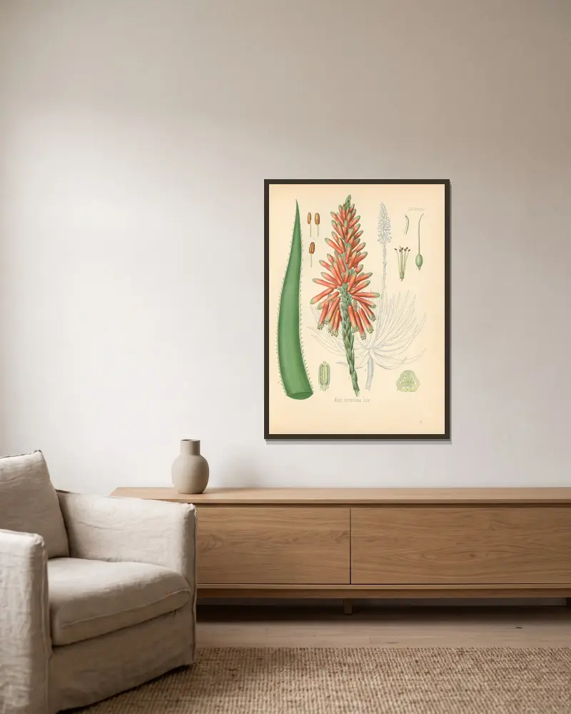 Aloe socotrina von Gustav Pabst gerahmt an einer Wand