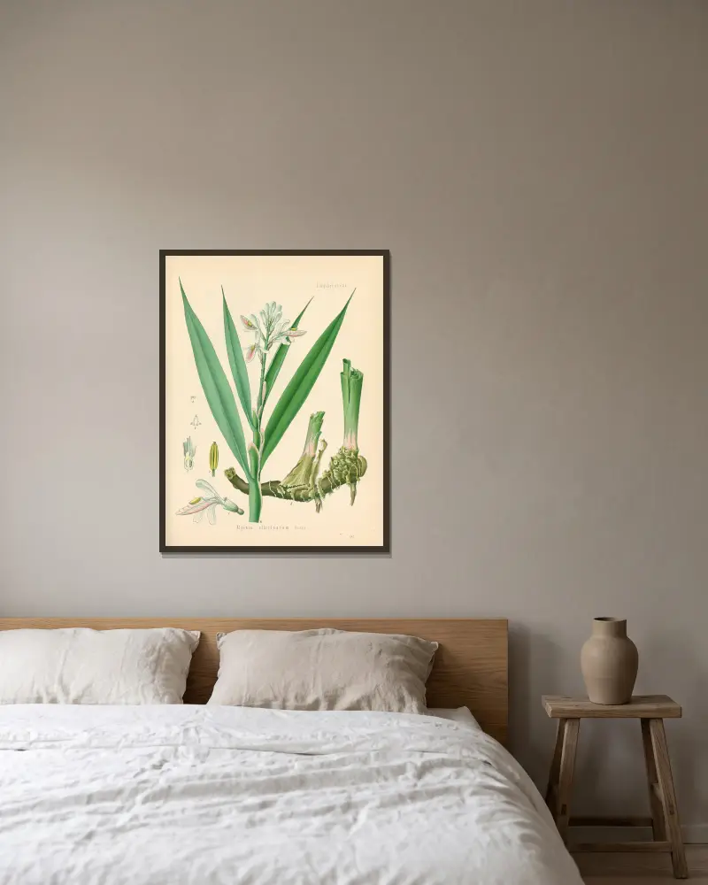 Alpinia officinarum av Gustav Pabst inramad på en vägg