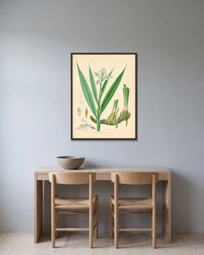 Alpinia officinarum av Gustav Pabst inramad på en vägg