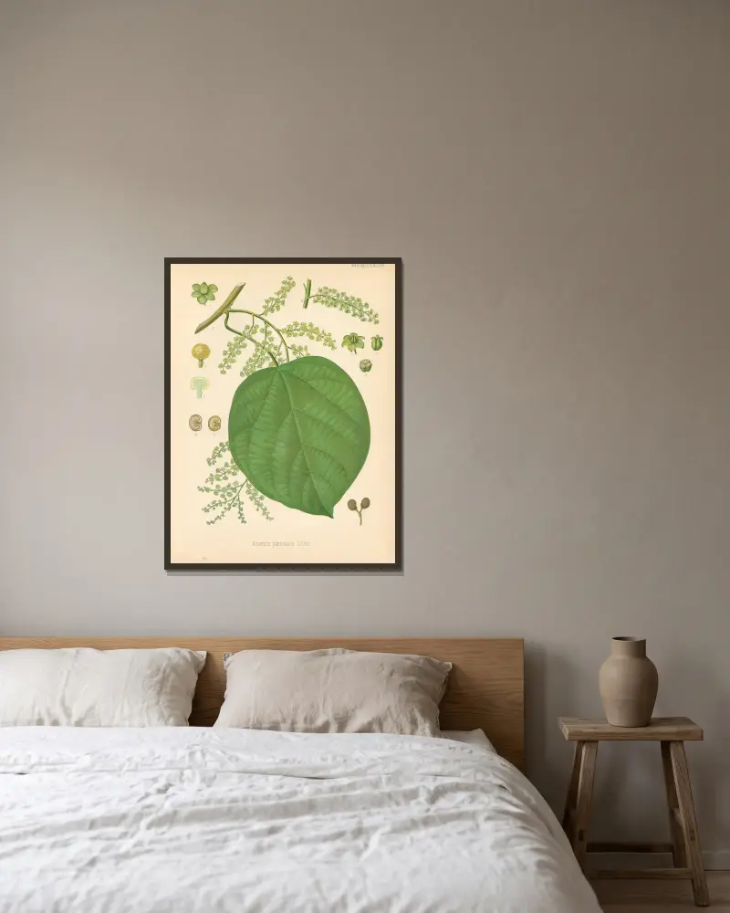 Anamirta paniculata, Gustav Pabst v rámu na stěně