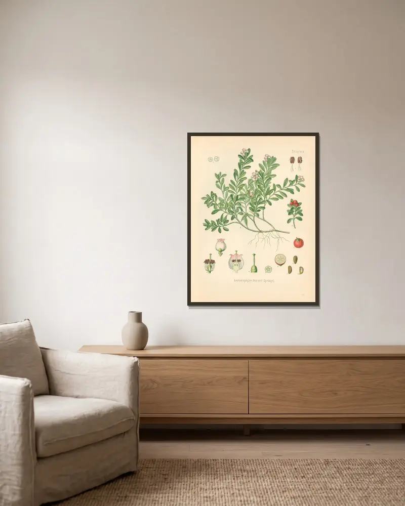 Arctostaphylos Uva, Gustav Pabst v rámu na stěně