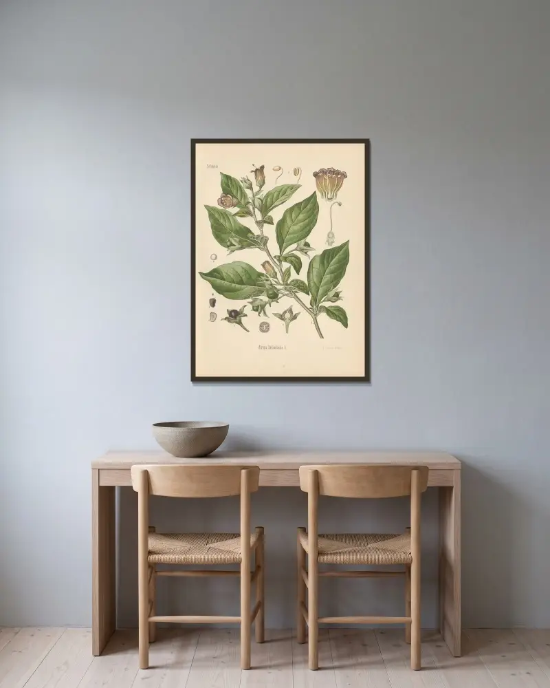 Atropa Belladonna av Gustav Pabst inramad på en vägg