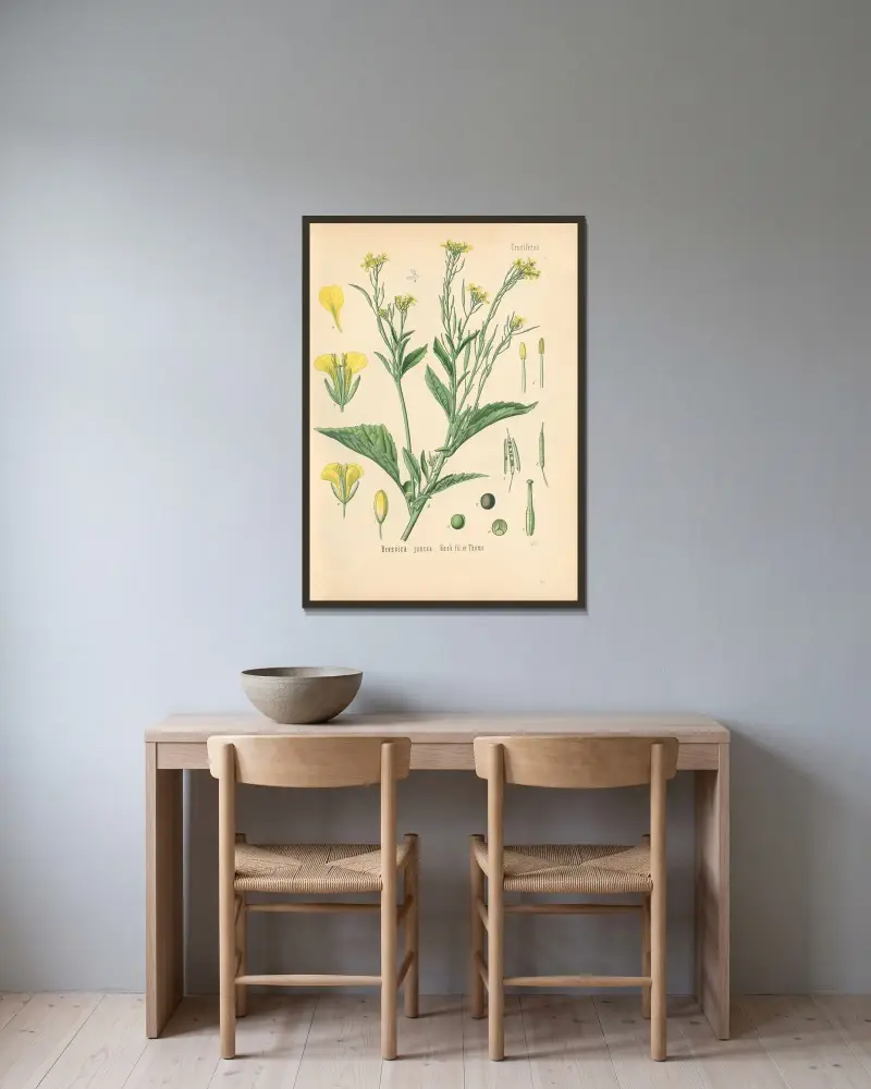 Brassica juncea av Gustav Pabst inramad på en vägg