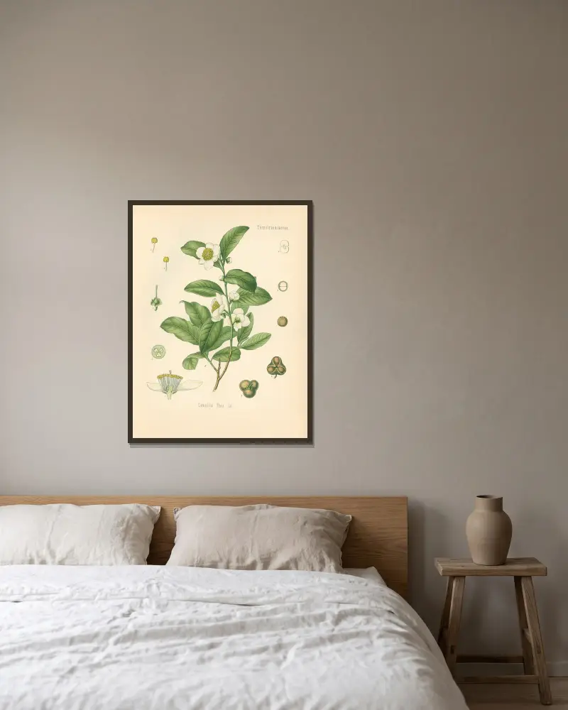 Camellia Thea von Gustav Pabst gerahmt an einer Wand