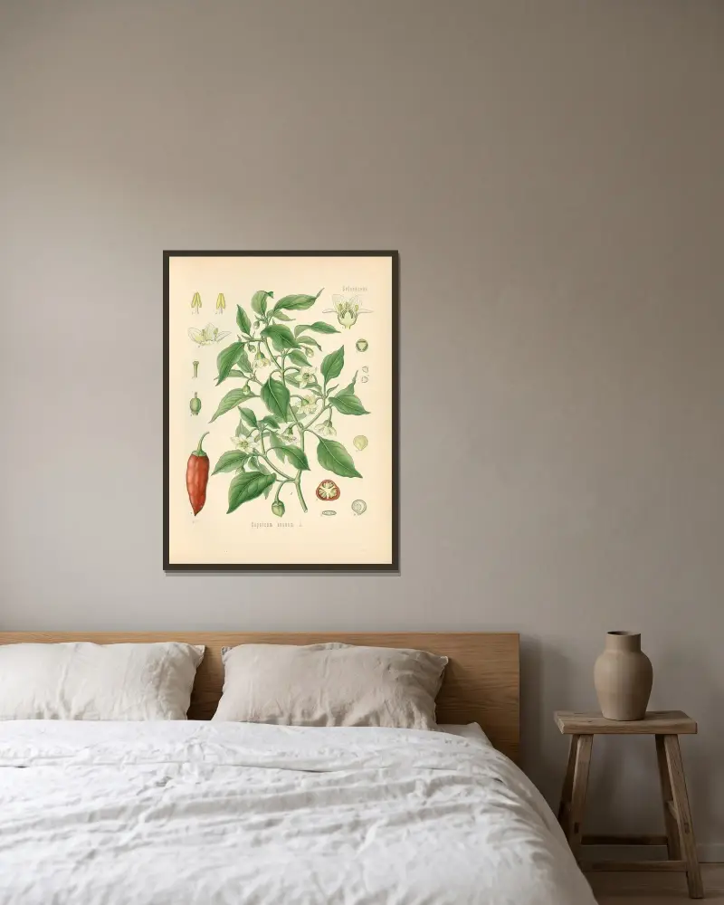 Capsicum annuum av Gustav Pabst inramad på en vägg