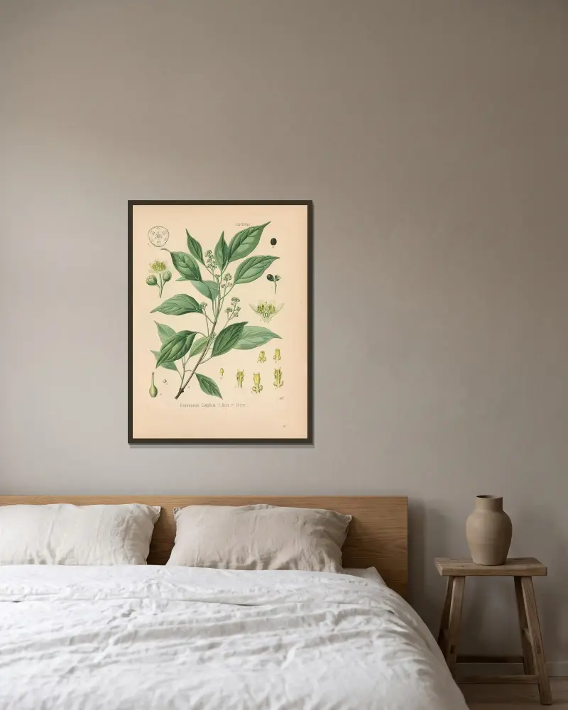 Cinnamomum Camphora av Gustav Pabst inramad på en vägg
