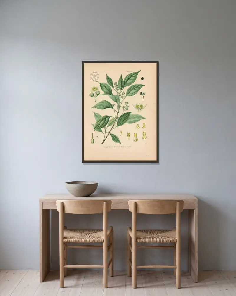 Cinnamomum Camphora av Gustav Pabst inramad på en vägg