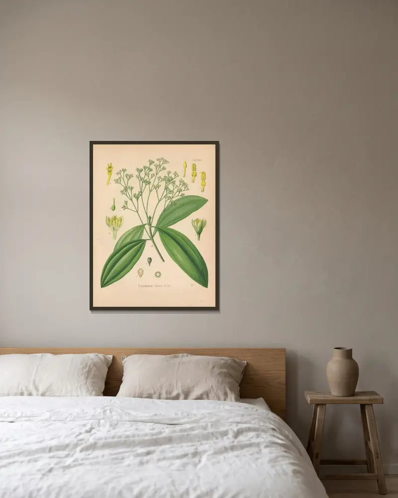 Cinnamomum Cassia av Gustav Pabst inramad på en vägg