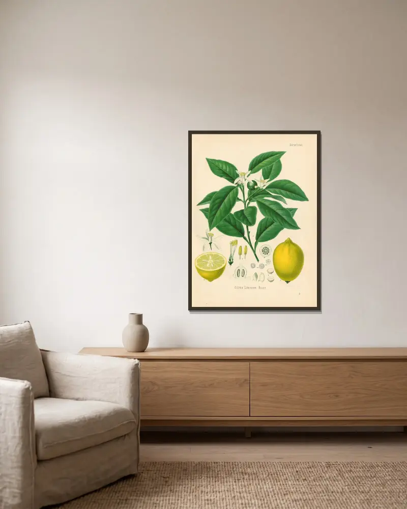 Citrus Limonum av Gustav Pabst inramad på en vägg