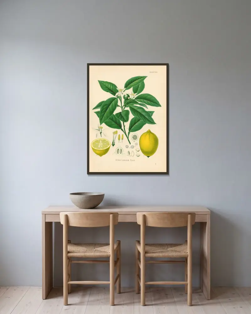 Citrus Limonum av Gustav Pabst inramad på en vägg