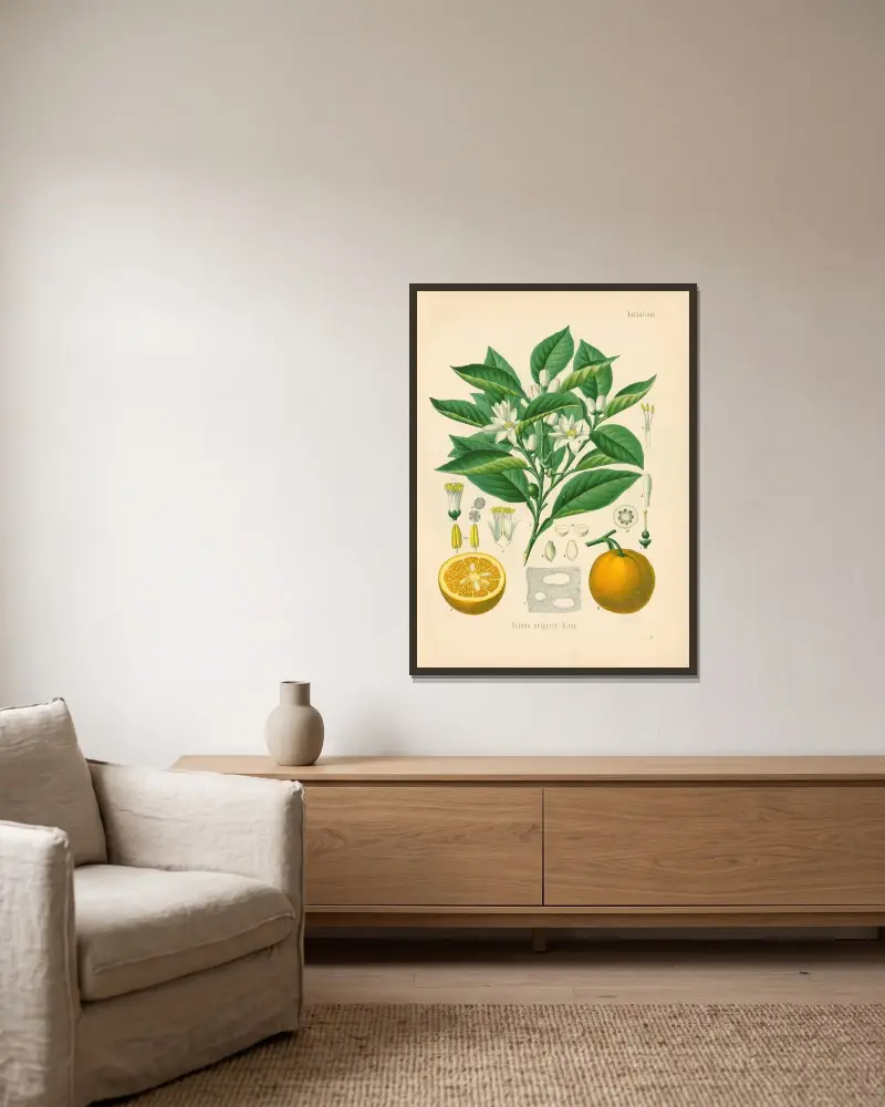 Citrus vulgaris av Gustav Pabst inramad på en vägg