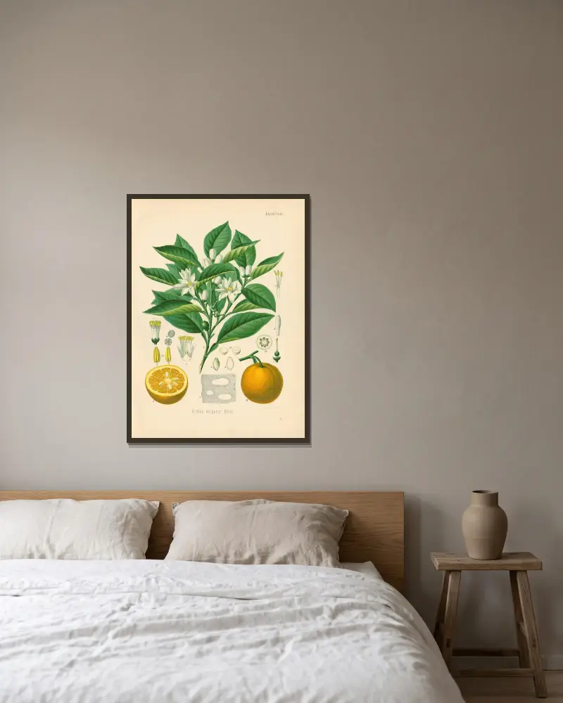 Citrus vulgaris av Gustav Pabst inramad på en vägg