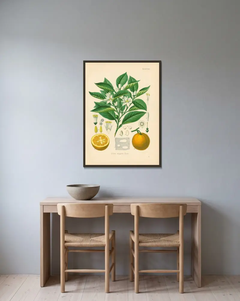 Citrus vulgaris av Gustav Pabst inramad på en vägg