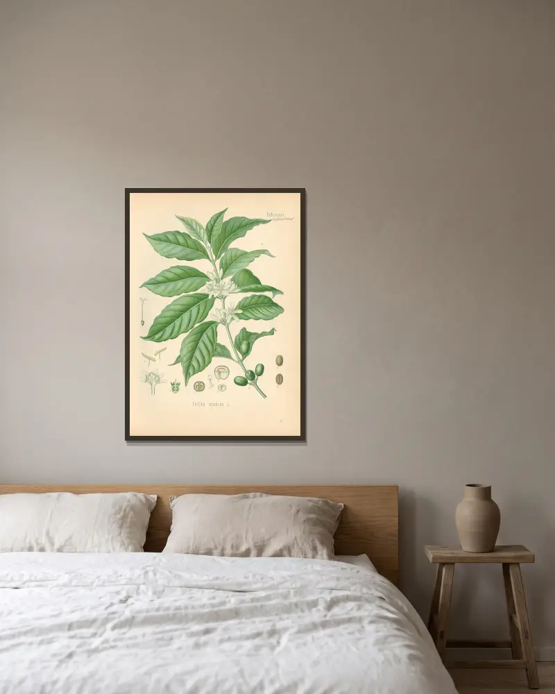 Coffea arabica av Gustav Pabst inramad på en vägg
