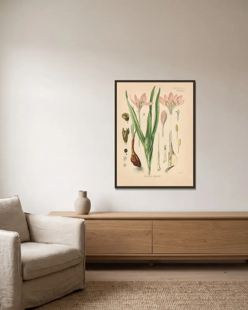 Colchicum autumnale av Gustav Pabst inramad på en vägg