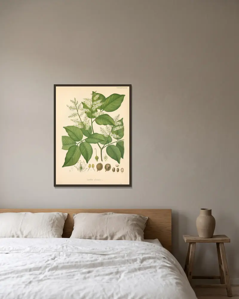 Copaifera officinalis von Gustav Pabst gerahmt an einer Wand