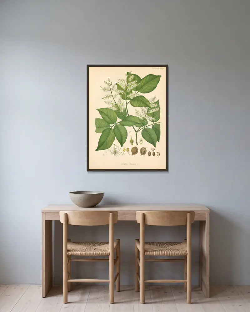 Copaifera officinalis von Gustav Pabst gerahmt an einer Wand