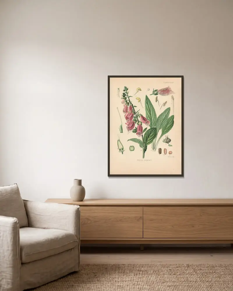 Digitalis purpurea von Gustav Pabst gerahmt an einer Wand
