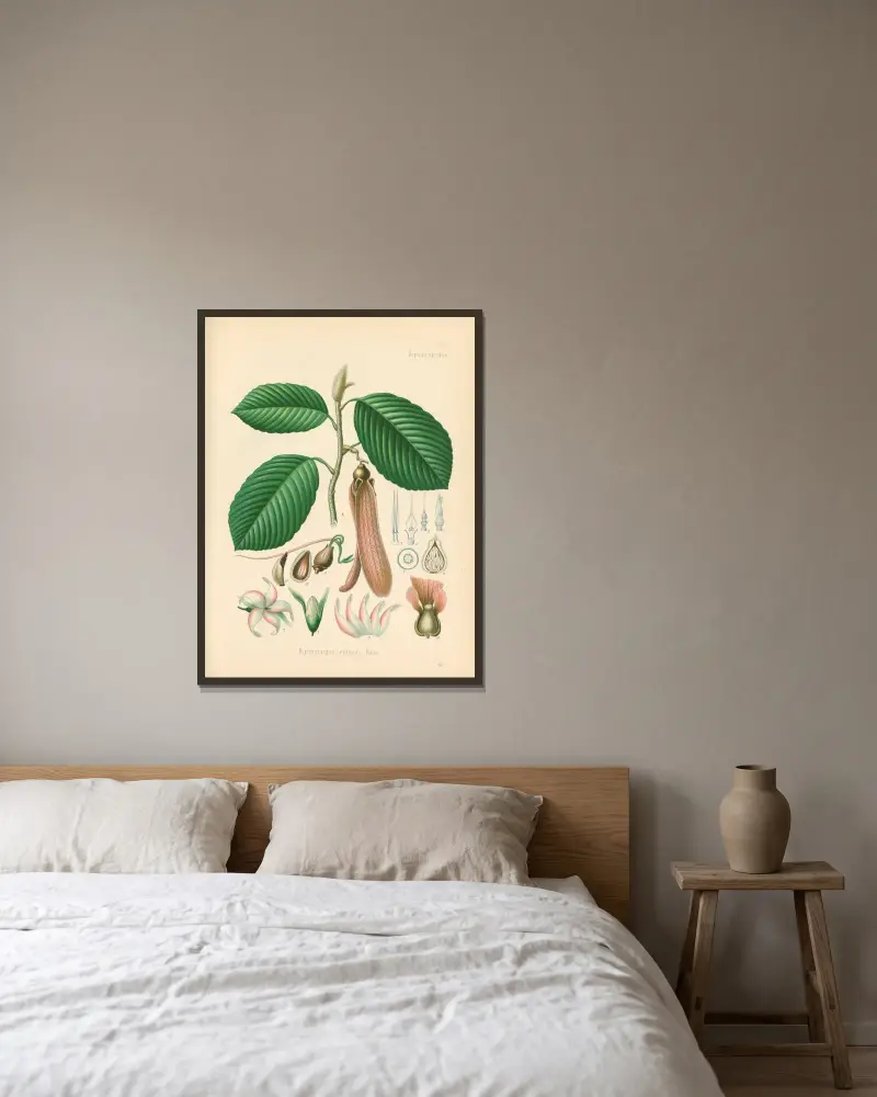 Dipterocarpus retusus av Gustav Pabst inramad på en vägg