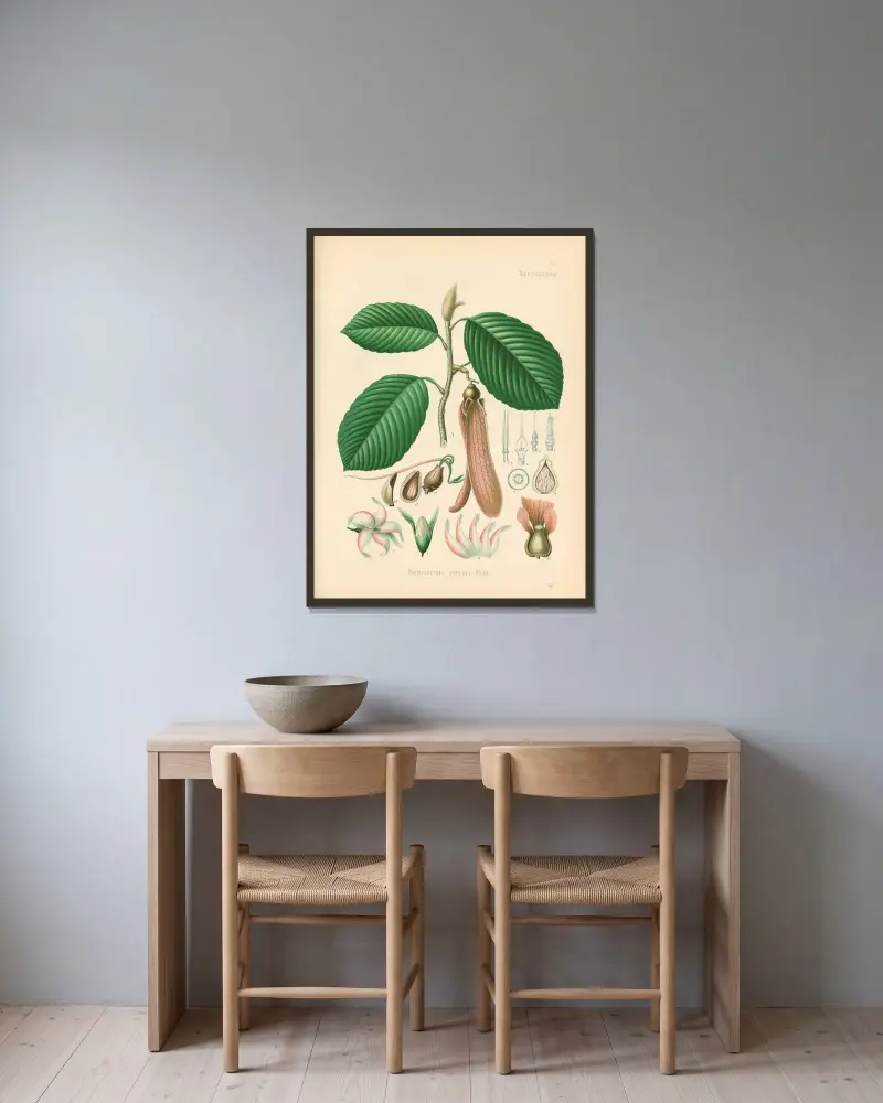 Dipterocarpus retusus av Gustav Pabst inramad på en vägg