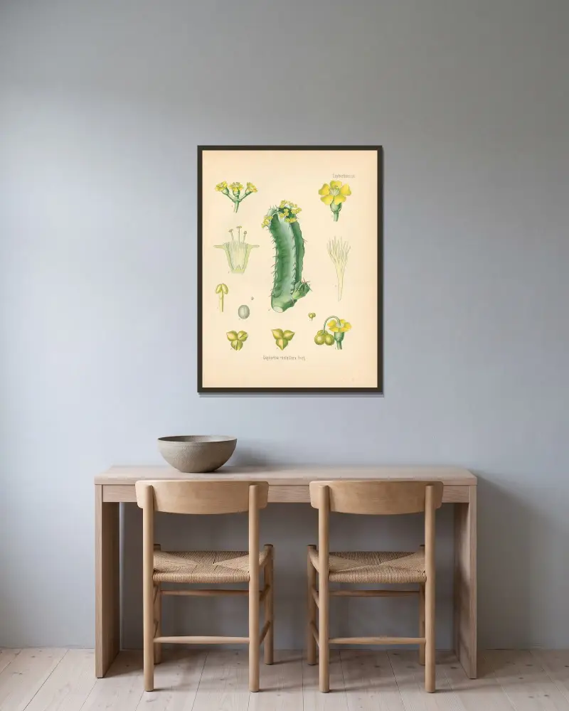 Euphorbia resinifera av Gustav Pabst inramad på en vägg