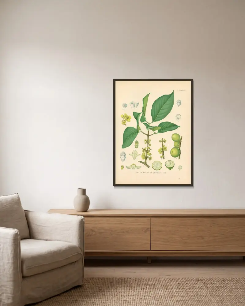 Garcinia Morella von Gustav Pabst gerahmt an einer Wand