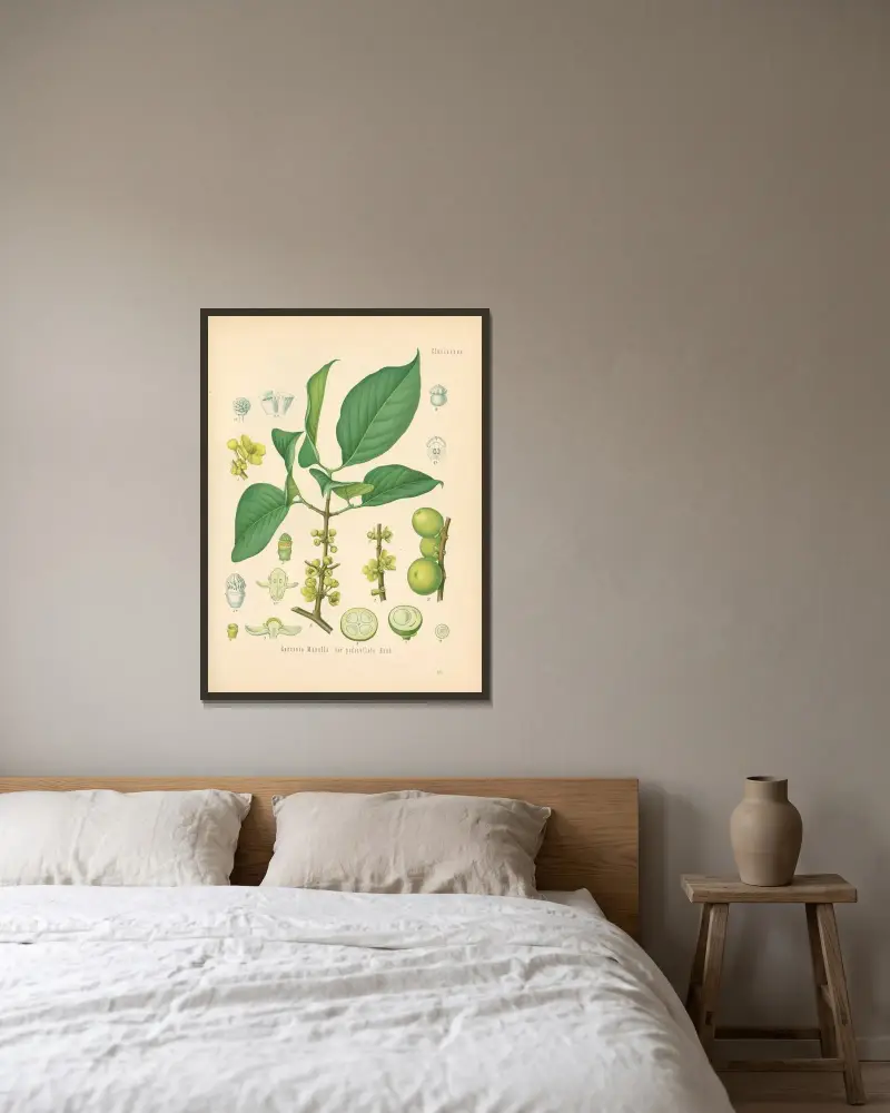Garcinia Morella von Gustav Pabst gerahmt an einer Wand
