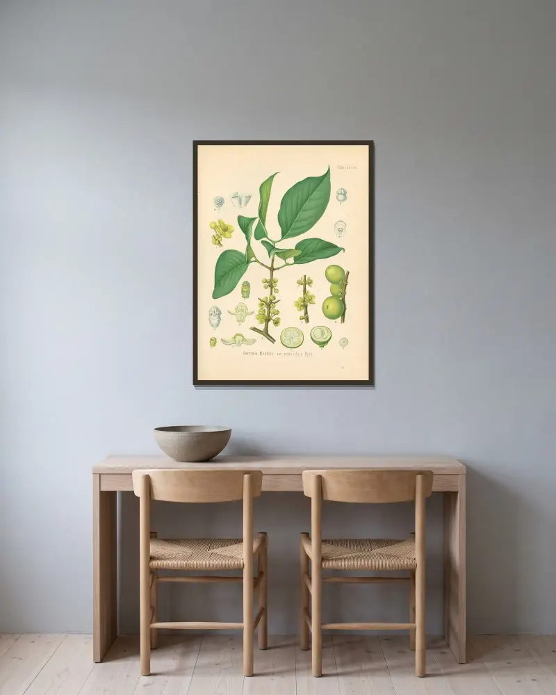 Garcinia Morella von Gustav Pabst gerahmt an einer Wand