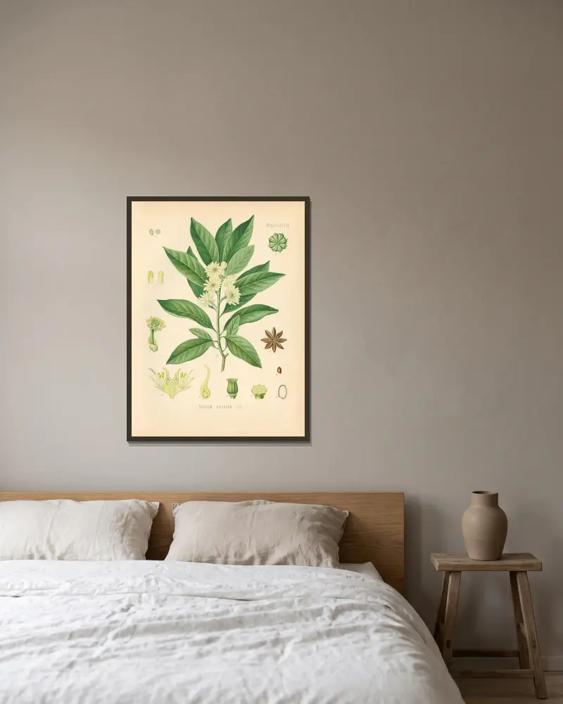 Illicium anisatum av Gustav Pabst inramad på en vägg
