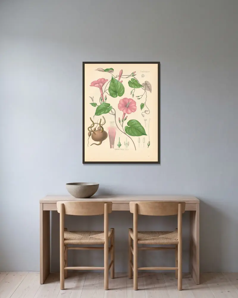 Ipomoea Purga, Gustav Pabst v rámu na stěně