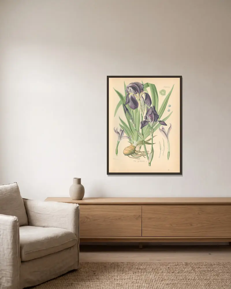Iris germanica, Gustav Pabst v rámu na stěně
