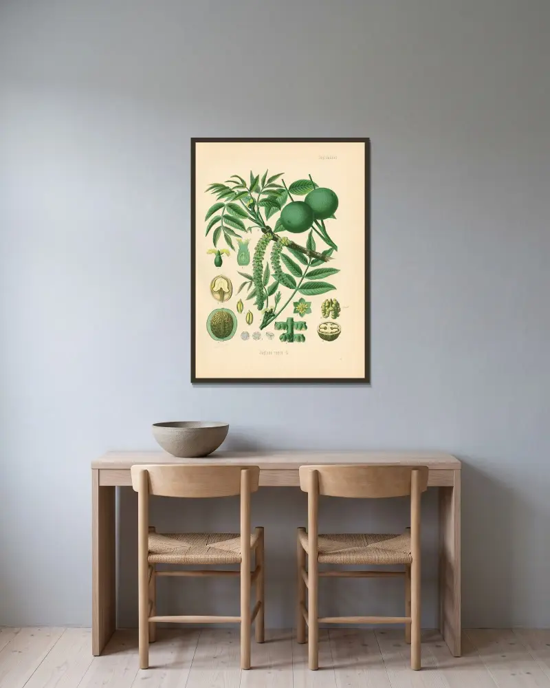 Juglans regia av Gustav Pabst inramad på en vägg