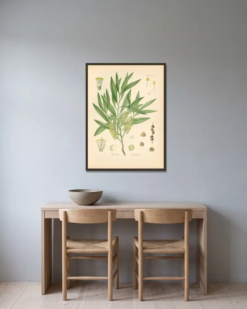 Melaleuca Leucadendron von Gustav Pabst gerahmt an einer Wand