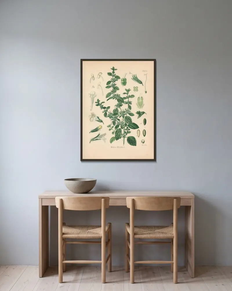 Melissa officinalis av Gustav Pabst inramad på en vägg