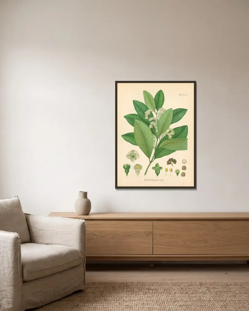 Pimenta officinalis av Gustav Pabst inramad på en vägg