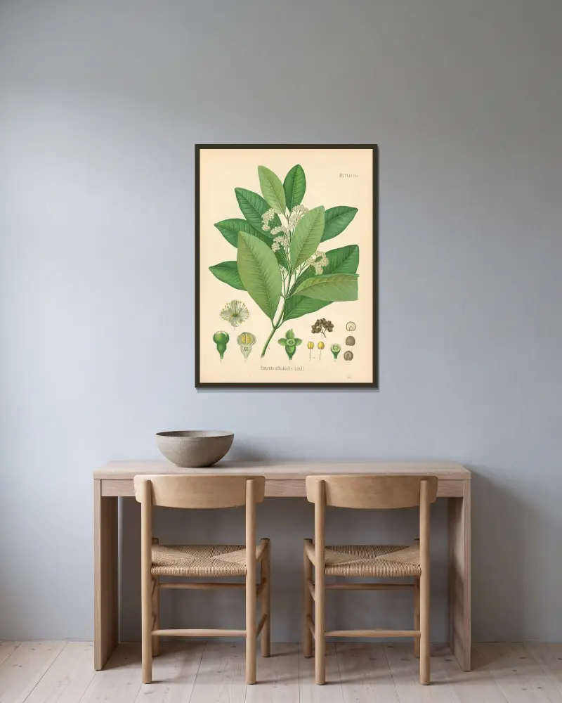 Pimenta officinalis av Gustav Pabst inramad på en vägg