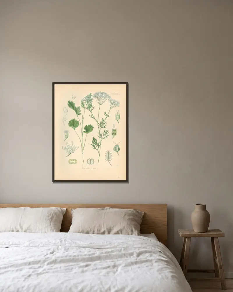 Pimpinella Anisum av Gustav Pabst inramad på en vägg