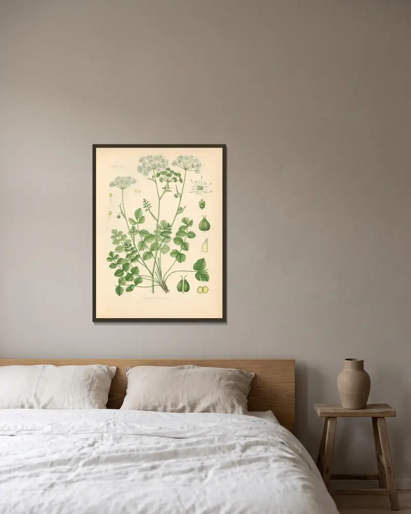Pimpinella Saxifraga av Gustav Pabst inramad på en vägg