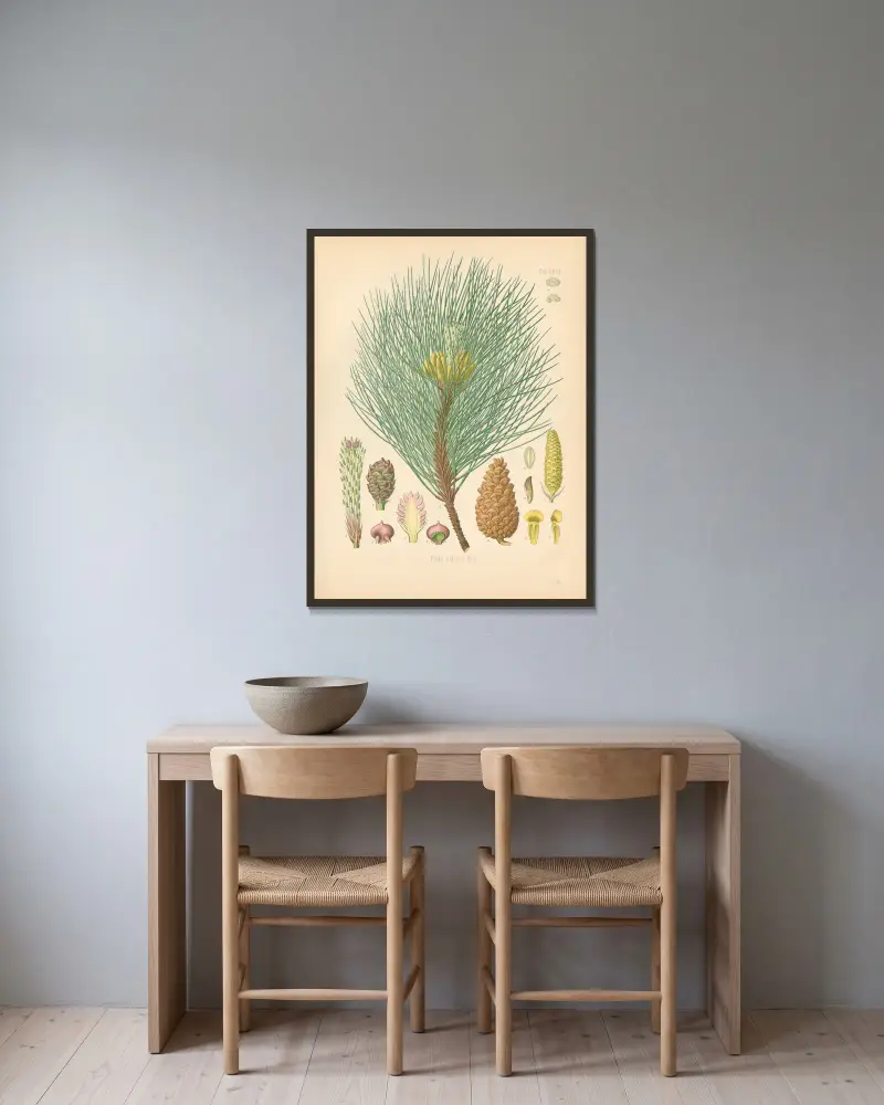 Pinus Laricio von Gustav Pabst gerahmt an einer Wand