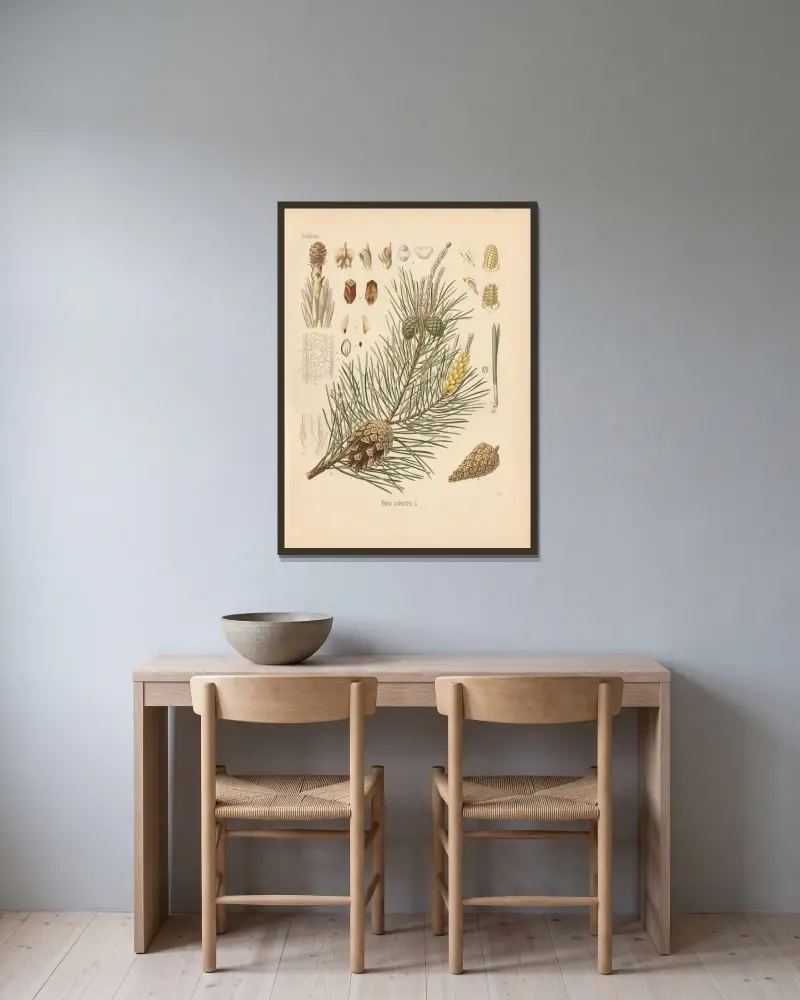 Pinus silvestris av Gustav Pabst inramad på en vägg