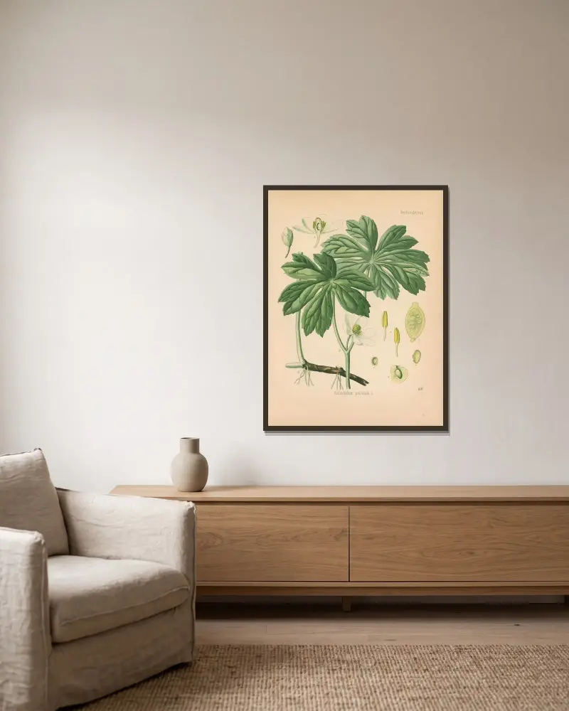 Podophyllum peltatum av Gustav Pabst inramad på en vägg