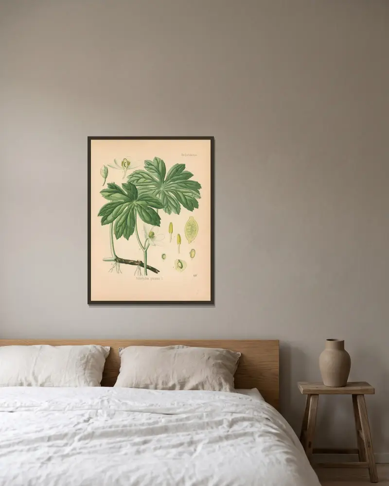 Podophyllum peltatum av Gustav Pabst inramad på en vägg