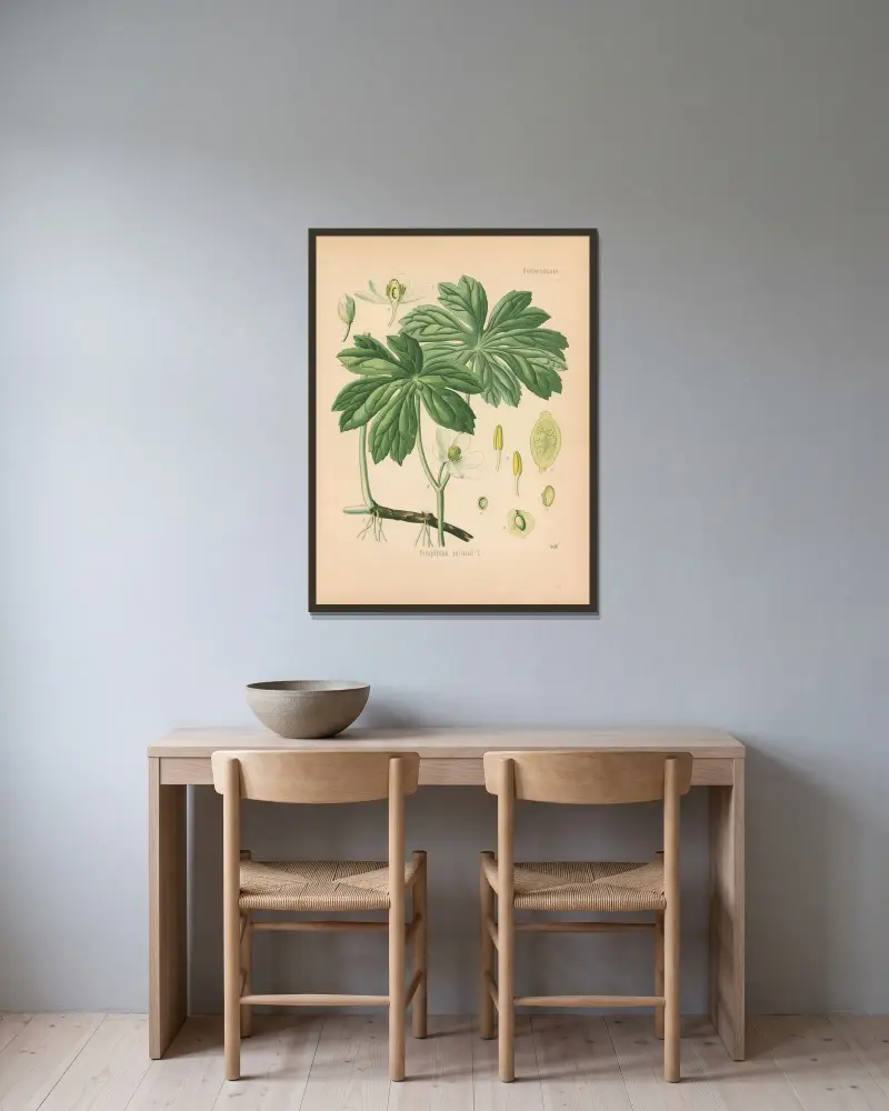 Podophyllum peltatum av Gustav Pabst inramad på en vägg