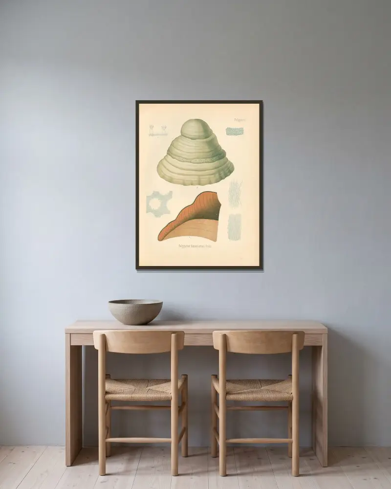 Polyporus fomentarius av Gustav Pabst inramad på en vägg