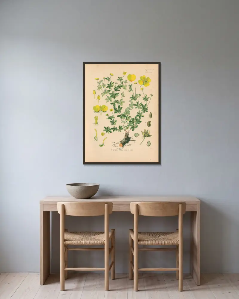 Potentilla Tormentilla von Gustav Pabst gerahmt an einer Wand