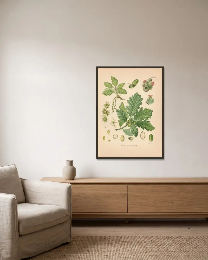 Quercus sessiliflora av Gustav Pabst inramad på en vägg