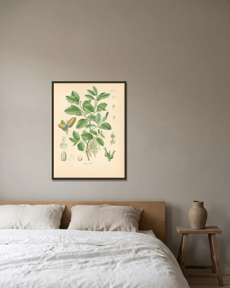 Quercus Suber von Gustav Pabst gerahmt an einer Wand