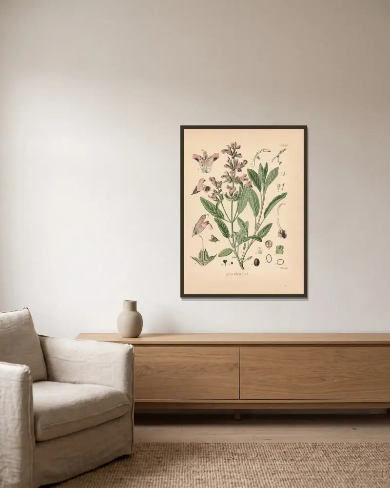 Salvia officinalis av Gustav Pabst inramad på en vägg