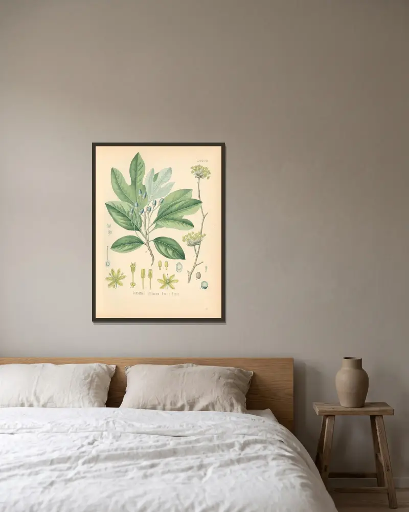 Sassafras officinale av Gustav Pabst inramad på en vägg